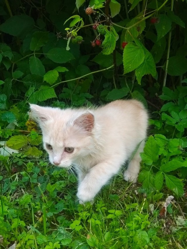 Забавные фото котеек