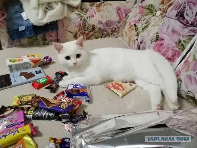 Котовторник *новогодний* 31/12/2019