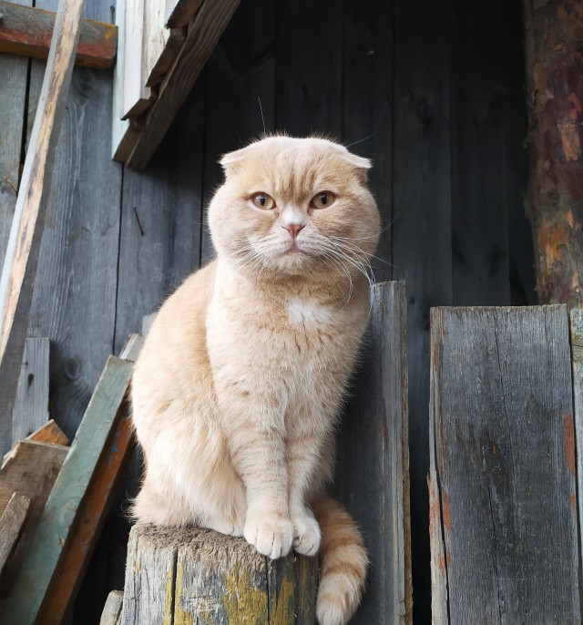 5 самых редких окрасов кошек