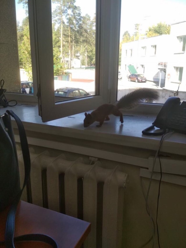 Эти забавные животные