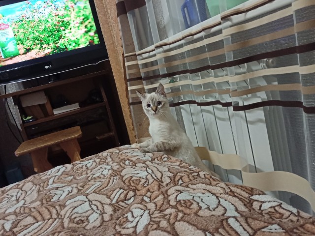 Котовторник. Добавляйте своих