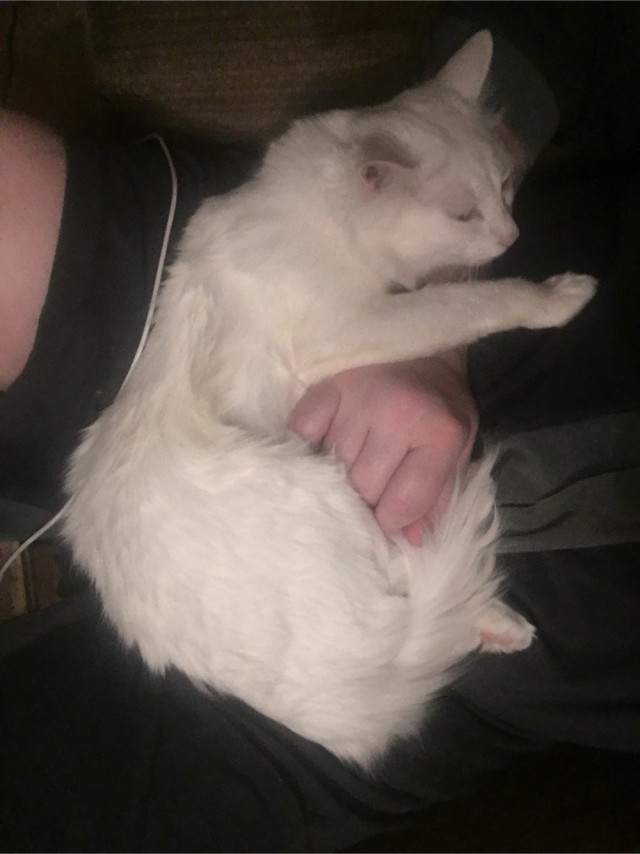 Кошатник