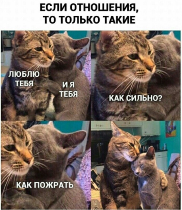 Картинки с надписями и котами