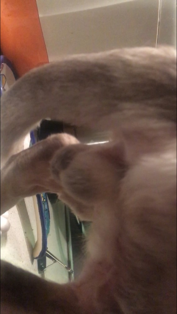 Котовторнику быть!