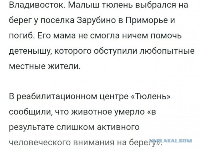 В Антарктиде пингвин спасся от косаток, заметив лодку с людьми