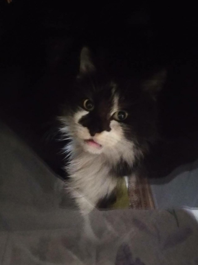 Котовторник!