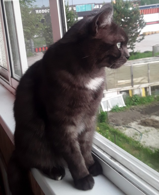 Котовторник!