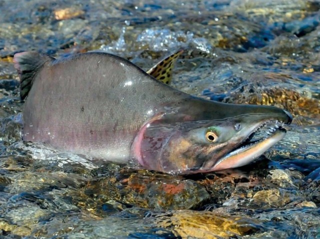 В Норвегии Александр поймал 35 русских лососей, которые могут стать угрозой для норвежских нерестовых рек