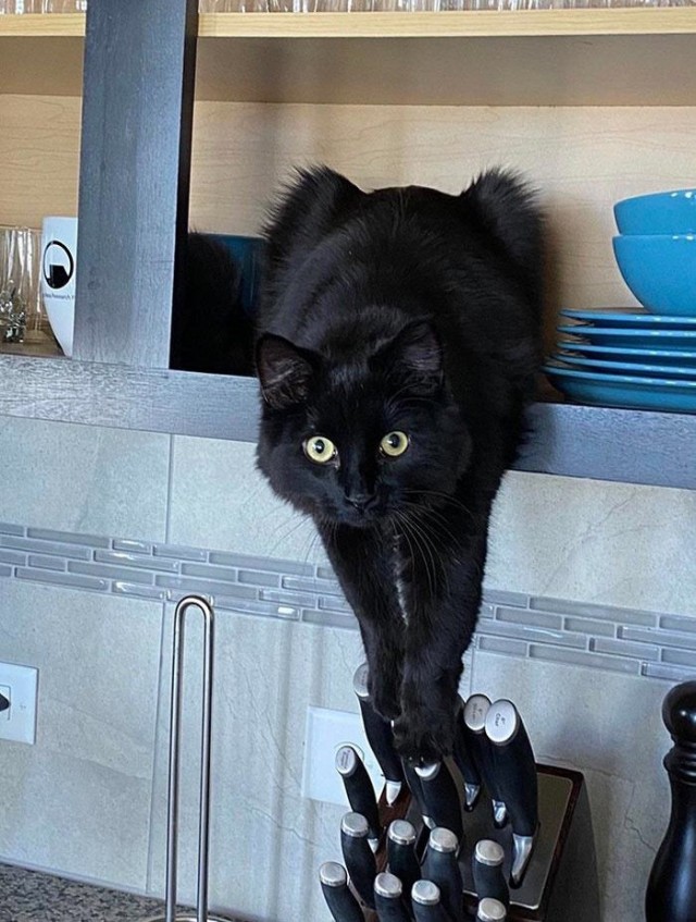 Злые котики - к последнему летнему котовторнику