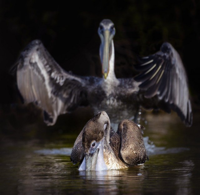 Лучшие фото конкурса Comedy Wildlife Photography Awards 2021