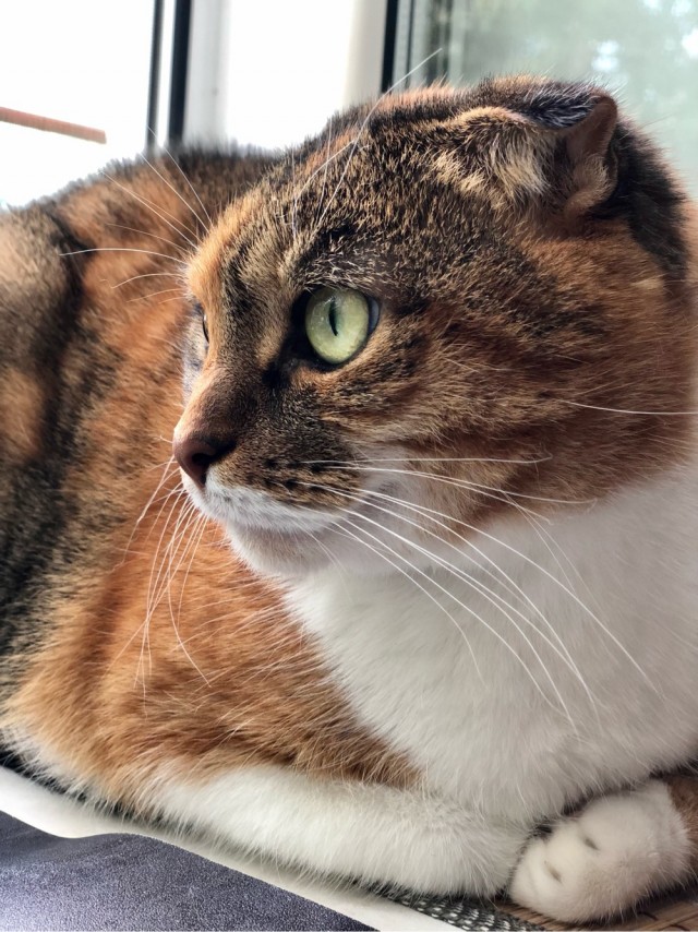Котовторник 14.09.2021