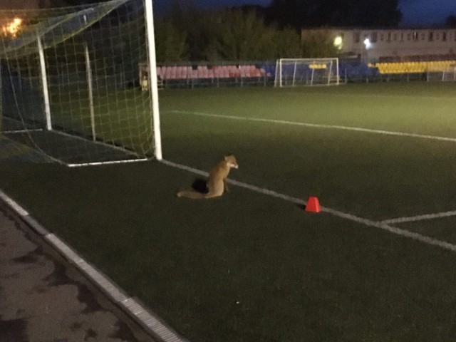 Лисички, картинки