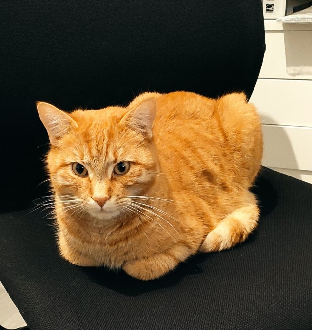 Первый котовторник 2022