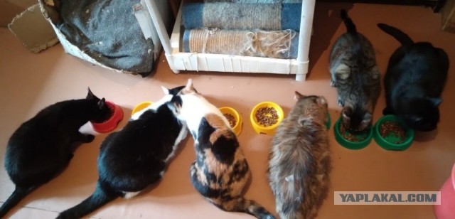 Котики в беде
