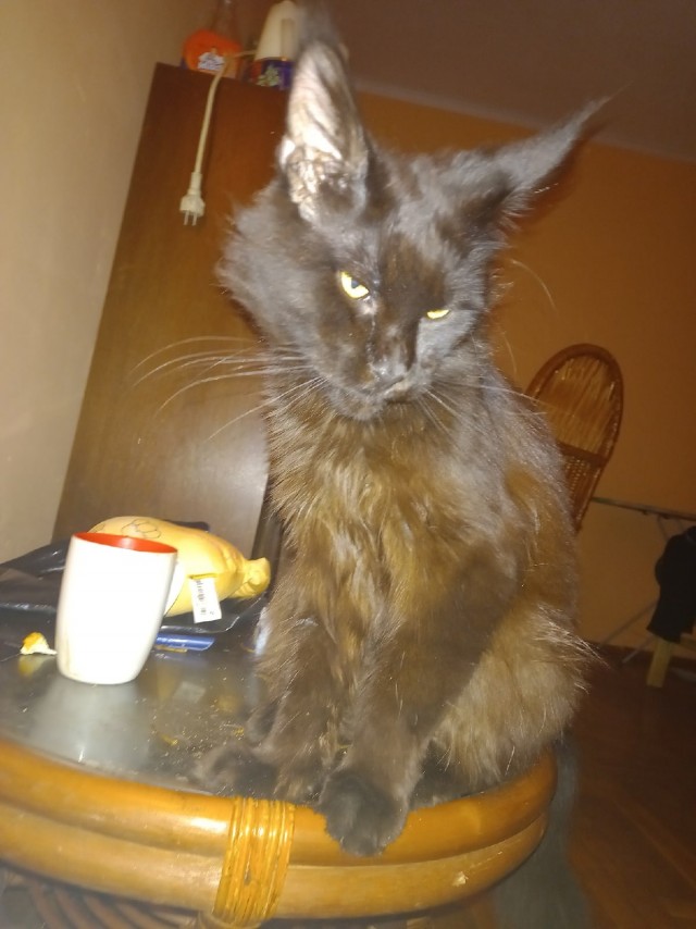 Котовторник 18.10.22