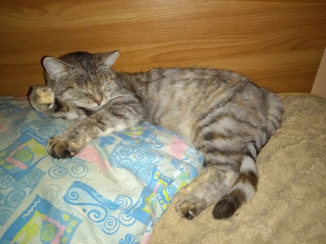 Мой котовторник
