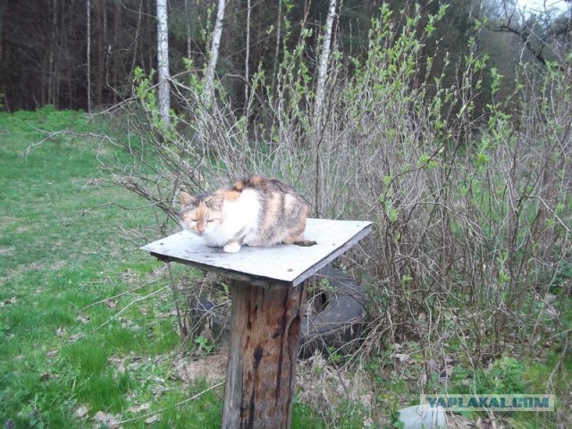 Жизнь домашнего приюта для котеек 443