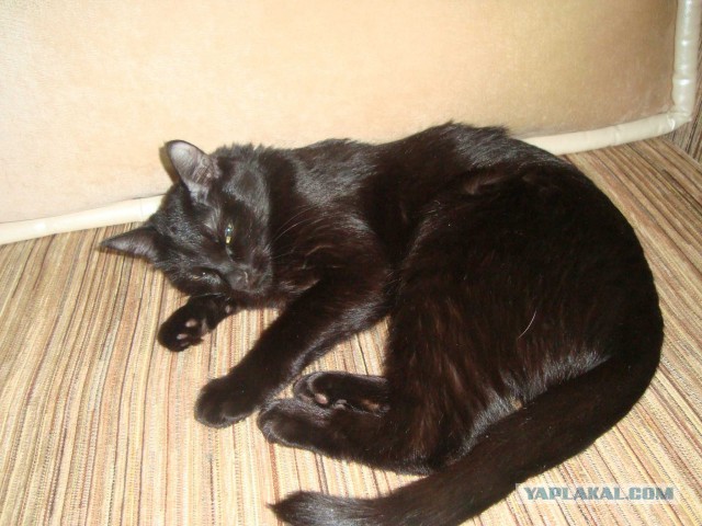 Котовторник 09.04.2013