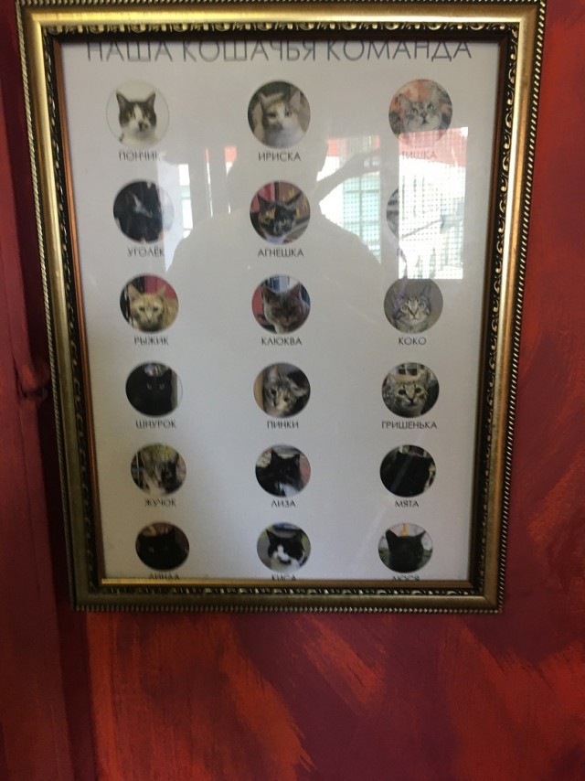 Музей Кота. Минск