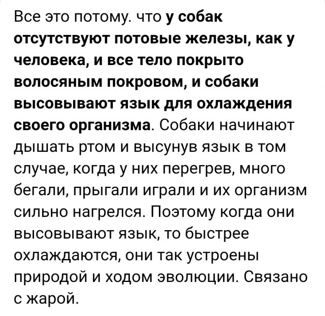 Догхантеры разбросали в микрорайоне Южное Измайлово мясные шарики с отравой.