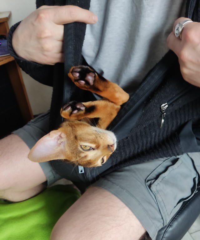 А в следующей жизни я хотел бы быть котом