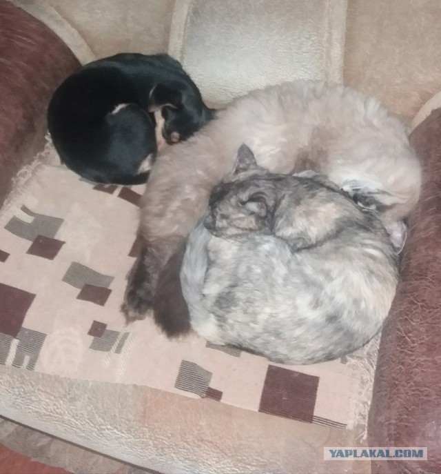 Котовторник