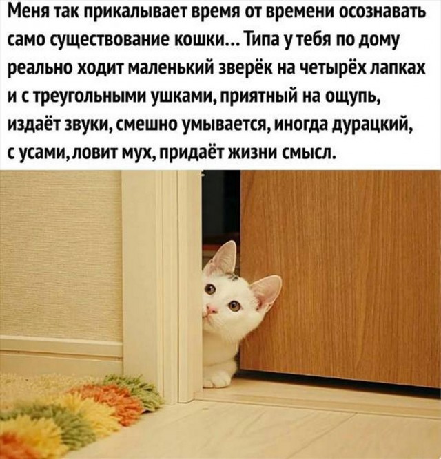 Котовторник в картинках