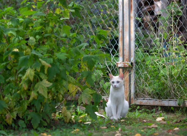 ПрИшлая девочка