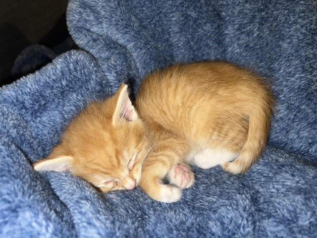 Нашли месячного котёнка