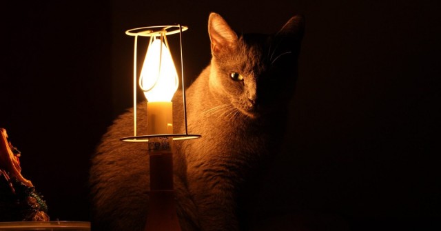 Слонотяп-2. Читайте, голосуйте