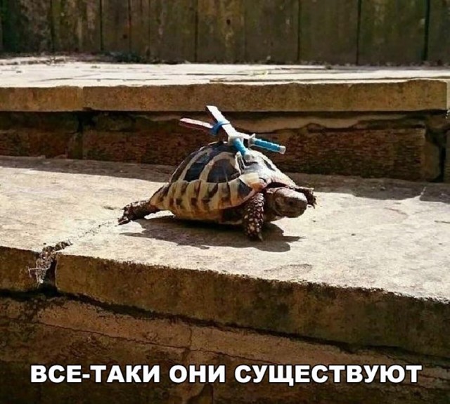 Спасение черепашки