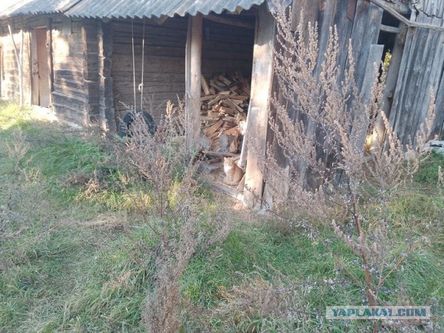 Жизнь домашнего приюта для котеек 517