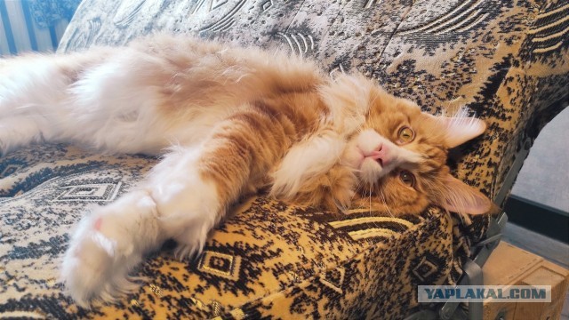 10 самых крупных пород домашних кошек: ласковые гиганты