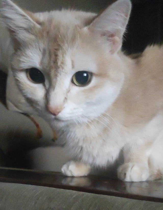 Котовторник 05/11/2024