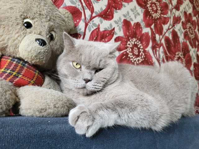 Это что, котовторник?