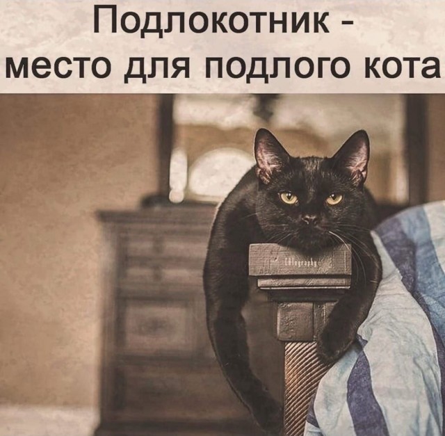 К котовторнику: подборка картинок-баянов с котиками и про котиков. Выпуск 13