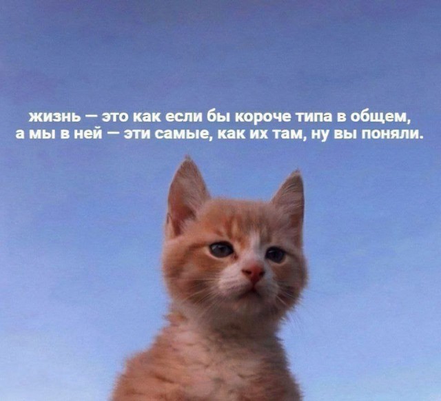 Весёлый полтишок 08.07.25