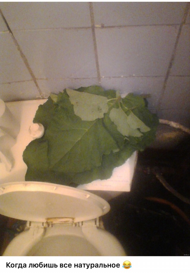 Весёлый полтишок 13.07.25