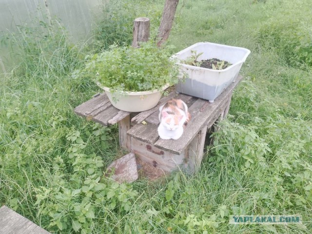 Жизнь домашнего приюта для котеек 552