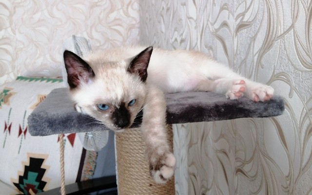 Умная кошка (кот)