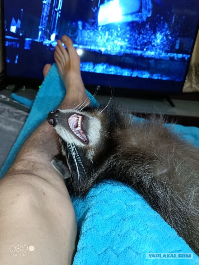 Пасаны, отговорите от Енота! Это не то, что на батарейках среди нас.