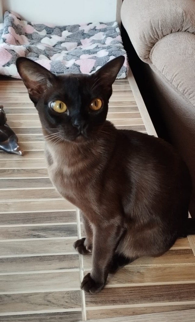 Чёрный котовторник