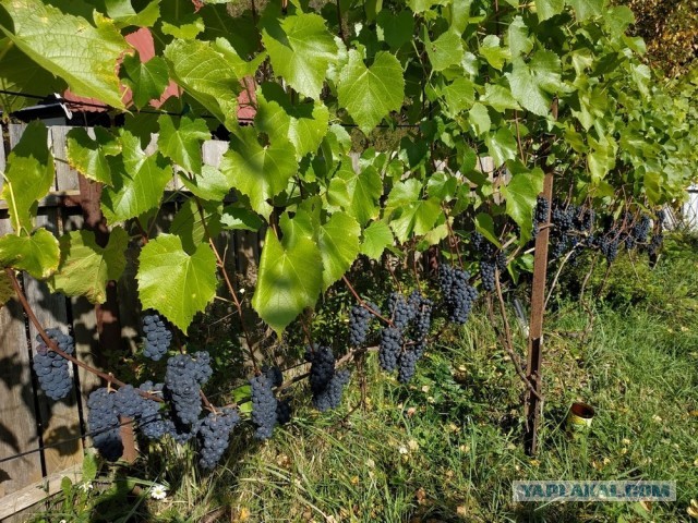 Свободу Изабелле!