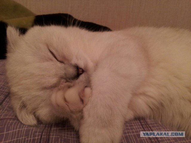 Спасение Котенка