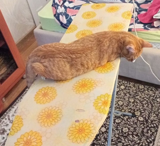 Котовторник же!