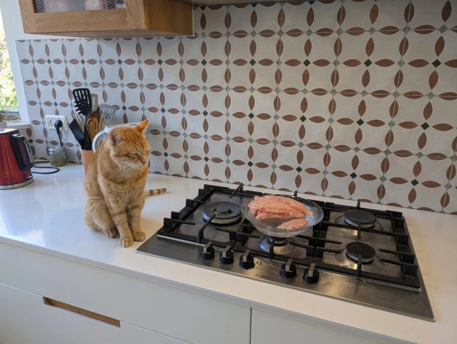 Рандомных фото котов тред