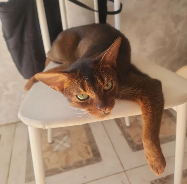 С котовторником!