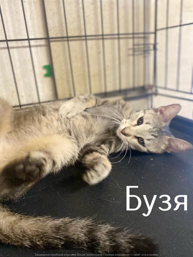 Жизнь домашнего приюта "Котоленд" 552