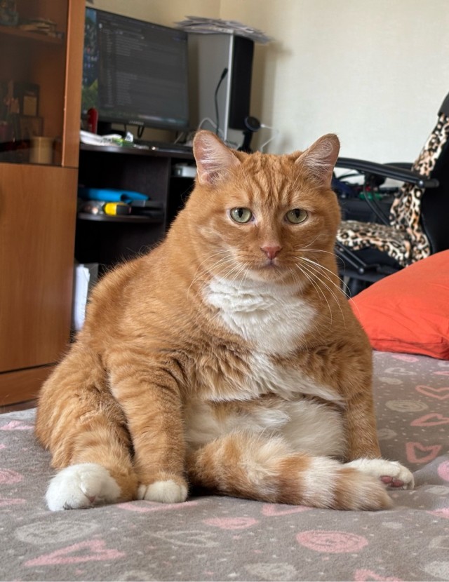 Фотки красивого кота.