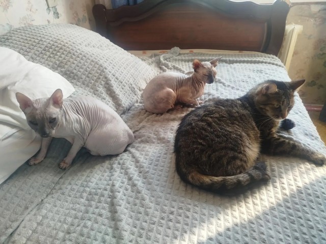 Фотки красивого кота.